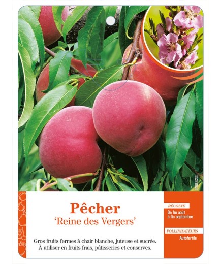 Pêcher Reine des Vergers