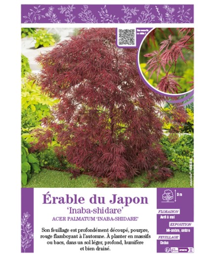 Acer Palmatum Inaba Shidare Voir Rable Du Japon