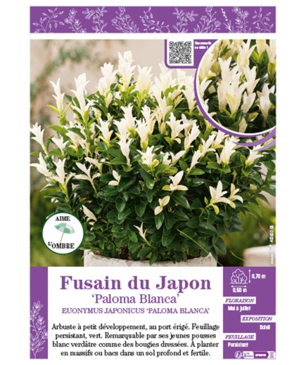 Euonymus Japonicus Paloma Blanca Voir Fusain Du Japon