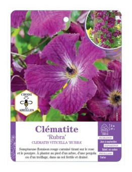 CLEMATIS VITICELLA RUBRA