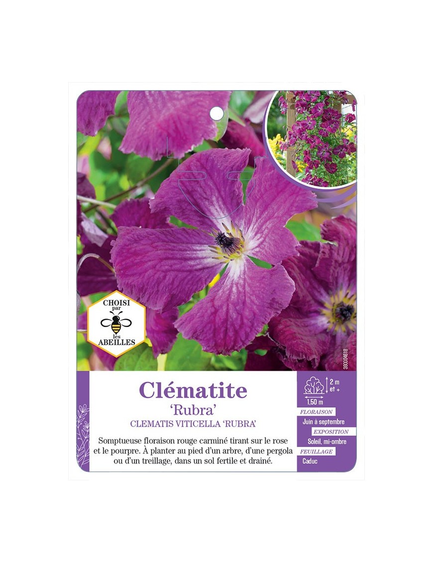 CLEMATIS VITICELLA RUBRA