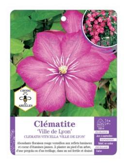 CLEMATIS VITICELLA VILLE DE LYON