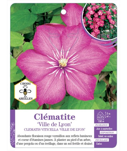 CLEMATIS VITICELLA VILLE DE LYON