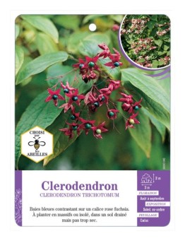 CLERODENDRON TRICHOTOMUM