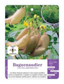 COLUTEA ARBORESCENS voir Baguenaudier