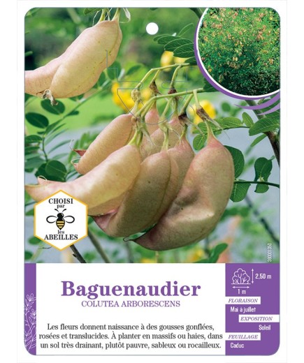 COLUTEA ARBORESCENS voir Baguenaudier