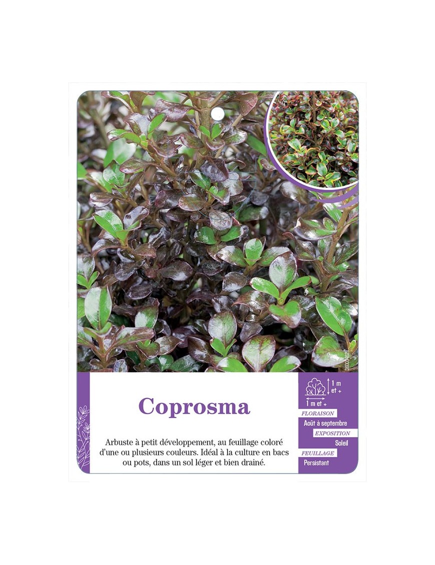 COPROSMA