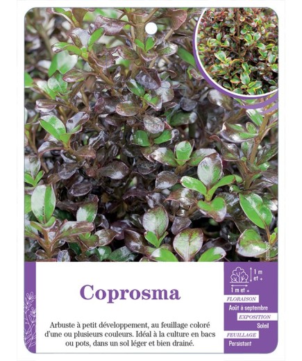 COPROSMA