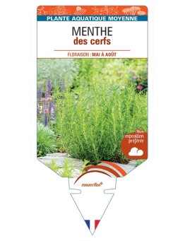 MENTHA cervina Menthe des cerfs