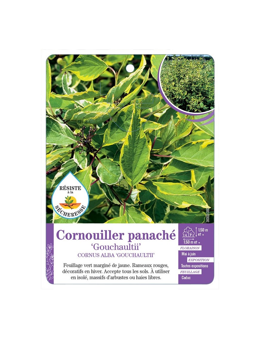 CORNUS ALBA GOUCHAULTII voir Cornouiller panaché
