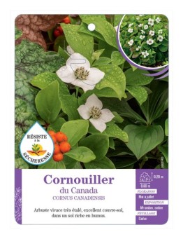 CORNUS CANADENSIS voir Cornouiller du Canada