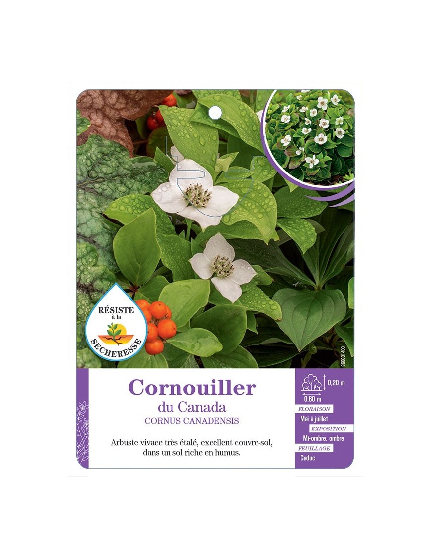 CORNUS CANADENSIS voir Cornouiller du Canada