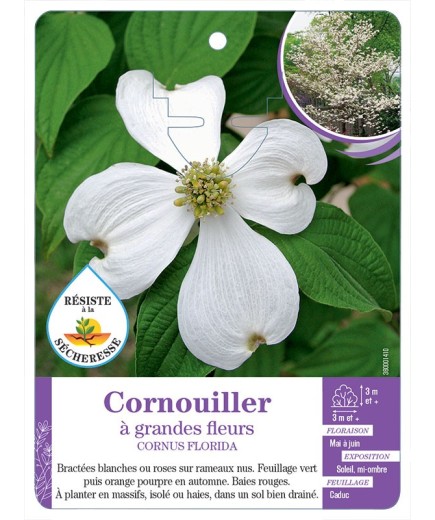 CORNUS FLORIDA voir Cornouiller à grandes fleurs