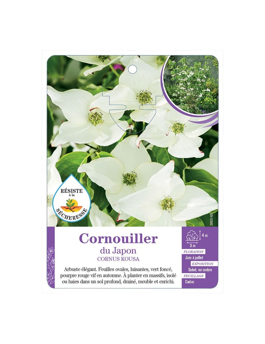 CORNUS KOUSA voir Cornouiller du Japon