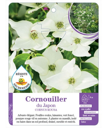 CORNUS KOUSA voir Cornouiller du Japon