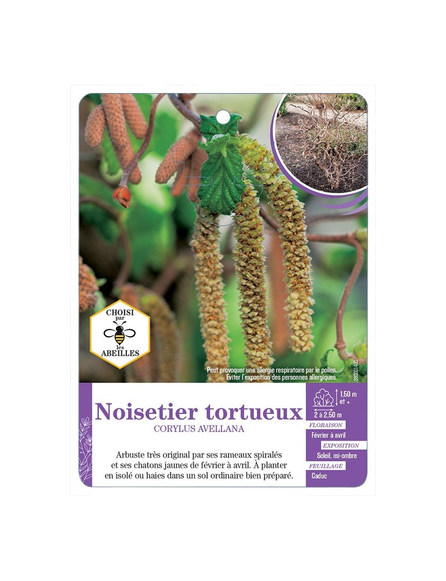 CORYLUS AVELLANA voir Noisetier tortueux