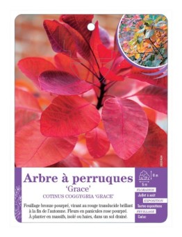COTINUS COGGYGRIA GRACE voir Arbre à perruques
