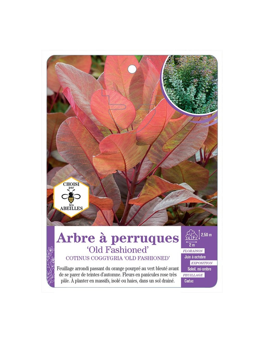 COTINUS COGGYGRIA OLD FASHIONED voir Arbre à perruques