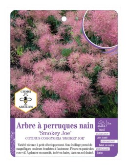 COTINUS COGGYGRIA SMOKEY JOE voir Arbre à perruques nain