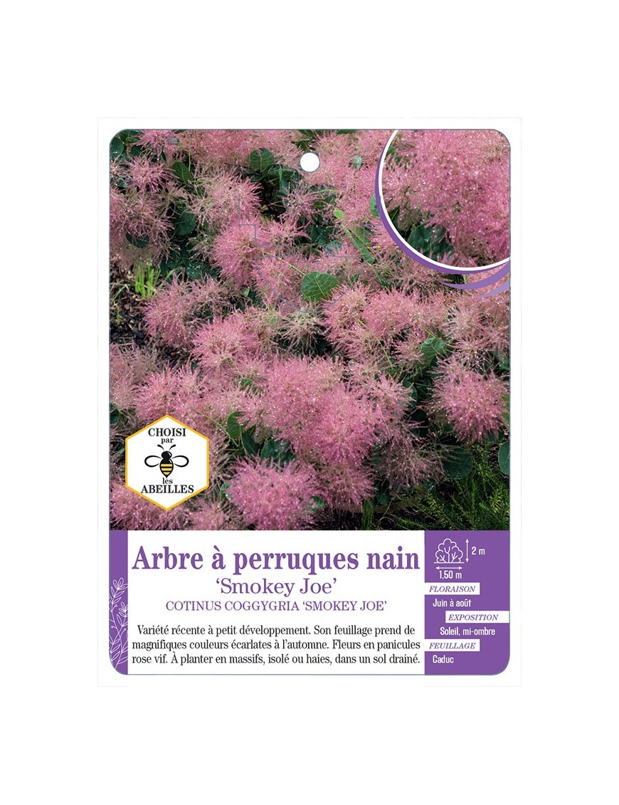 COTINUS COGGYGRIA SMOKEY JOE voir Arbre à perruques nain