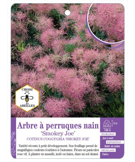 COTINUS COGGYGRIA SMOKEY JOE voir Arbre à perruques nain