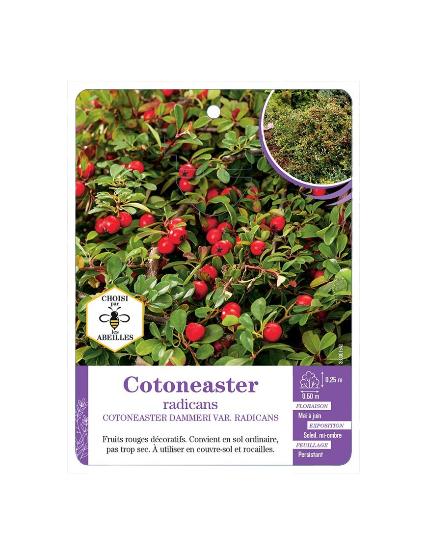 COTONEASTER DAMNERI VAR. RADICANS