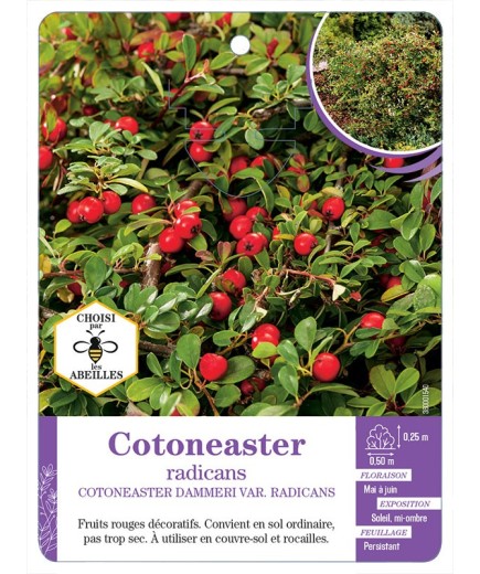COTONEASTER DAMNERI VAR. RADICANS
