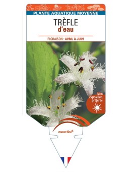 MENYANTHES trifoliata voir Trèfle d’eau