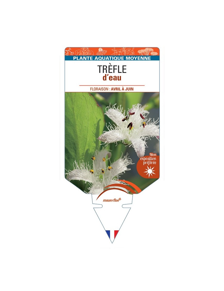 MENYANTHES trifoliata voir Trèfle d’eau