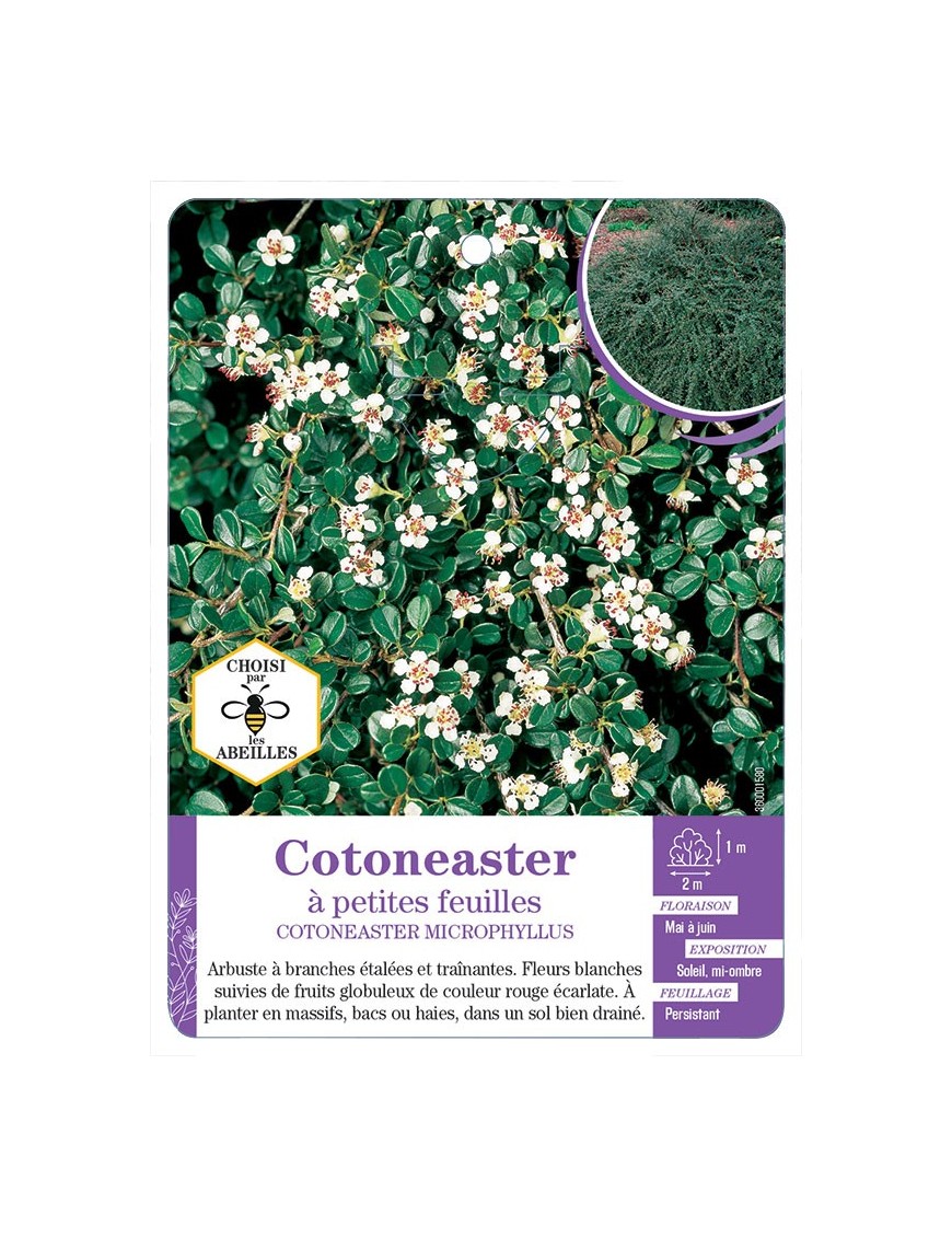 COTONEASTER MICROPHYLLUS à petites feuilles
