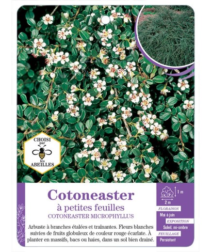 COTONEASTER MICROPHYLLUS à petites feuilles