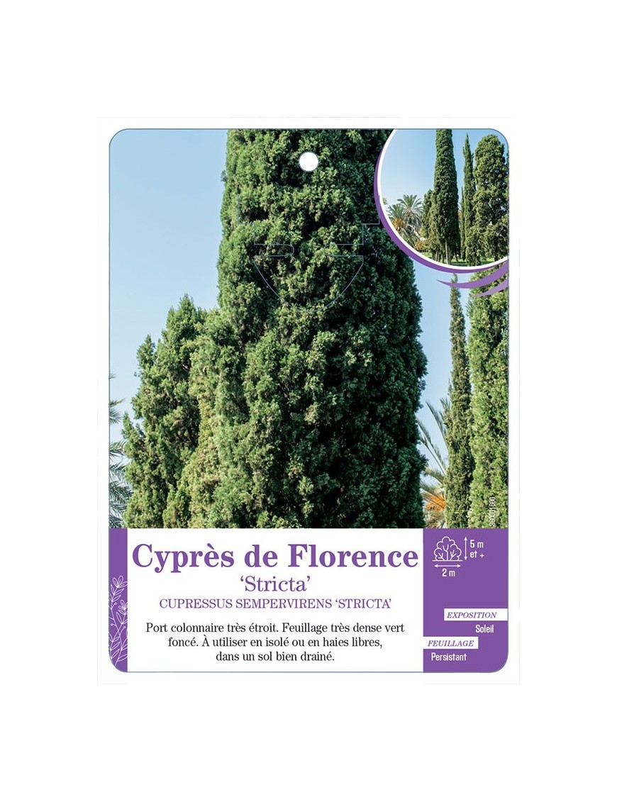 CUPRESSUS SEMPERVIRENS STRICTA voir Cyprès de Florence