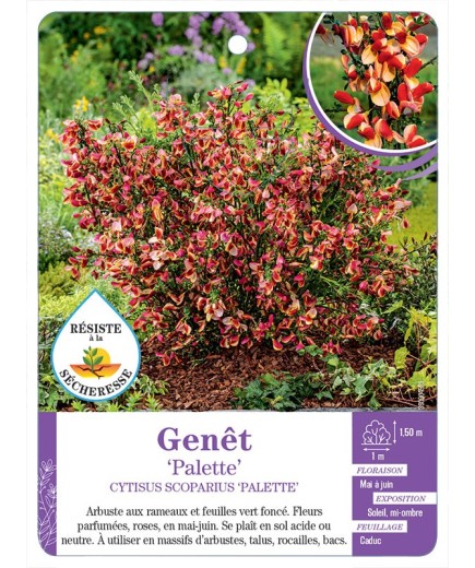 CYTISUS SCOPARIUS PALETTE voir Genêt