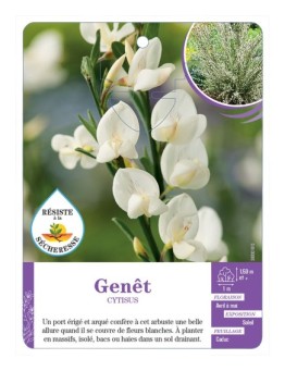 CYTISUS voir Genêt (blanc)
