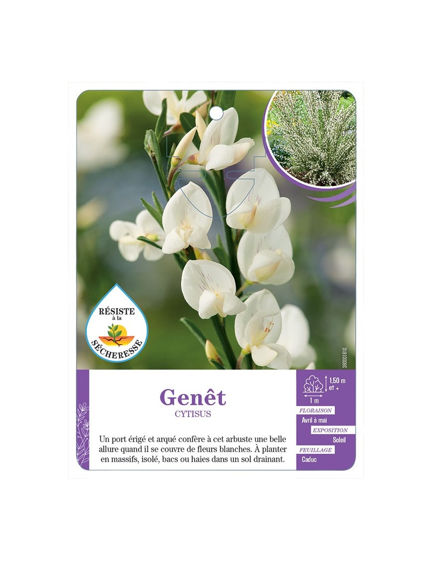 CYTISUS voir Genêt (blanc)