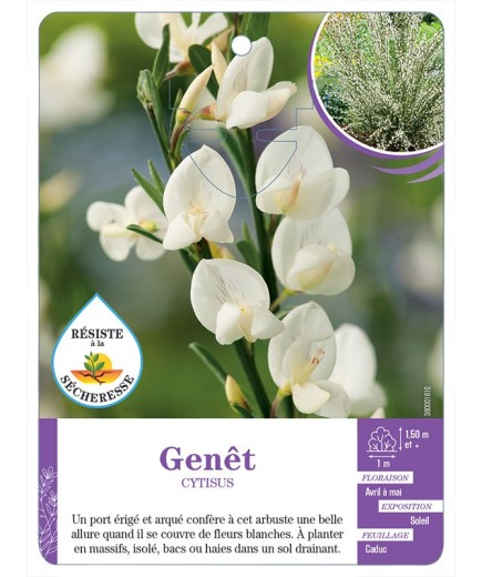 CYTISUS voir Genêt (blanc)