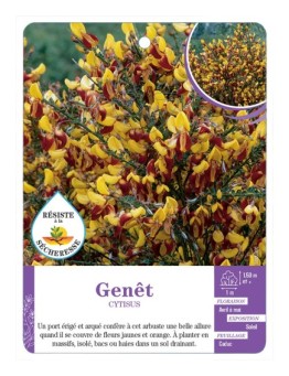 CYTISUS voir Genêt (jaune et rouge)