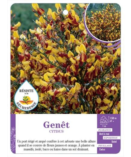 CYTISUS voir Genêt (jaune et rouge)