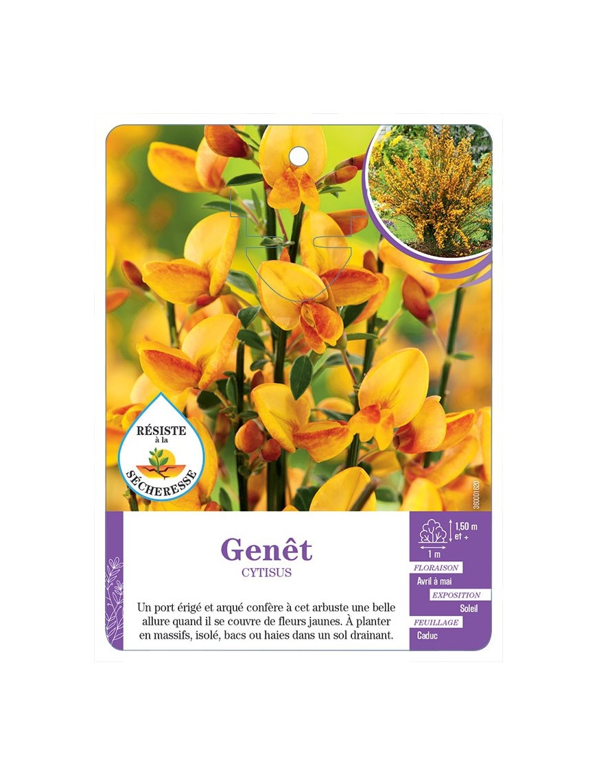CYTISUS voir Genêt (jaune)