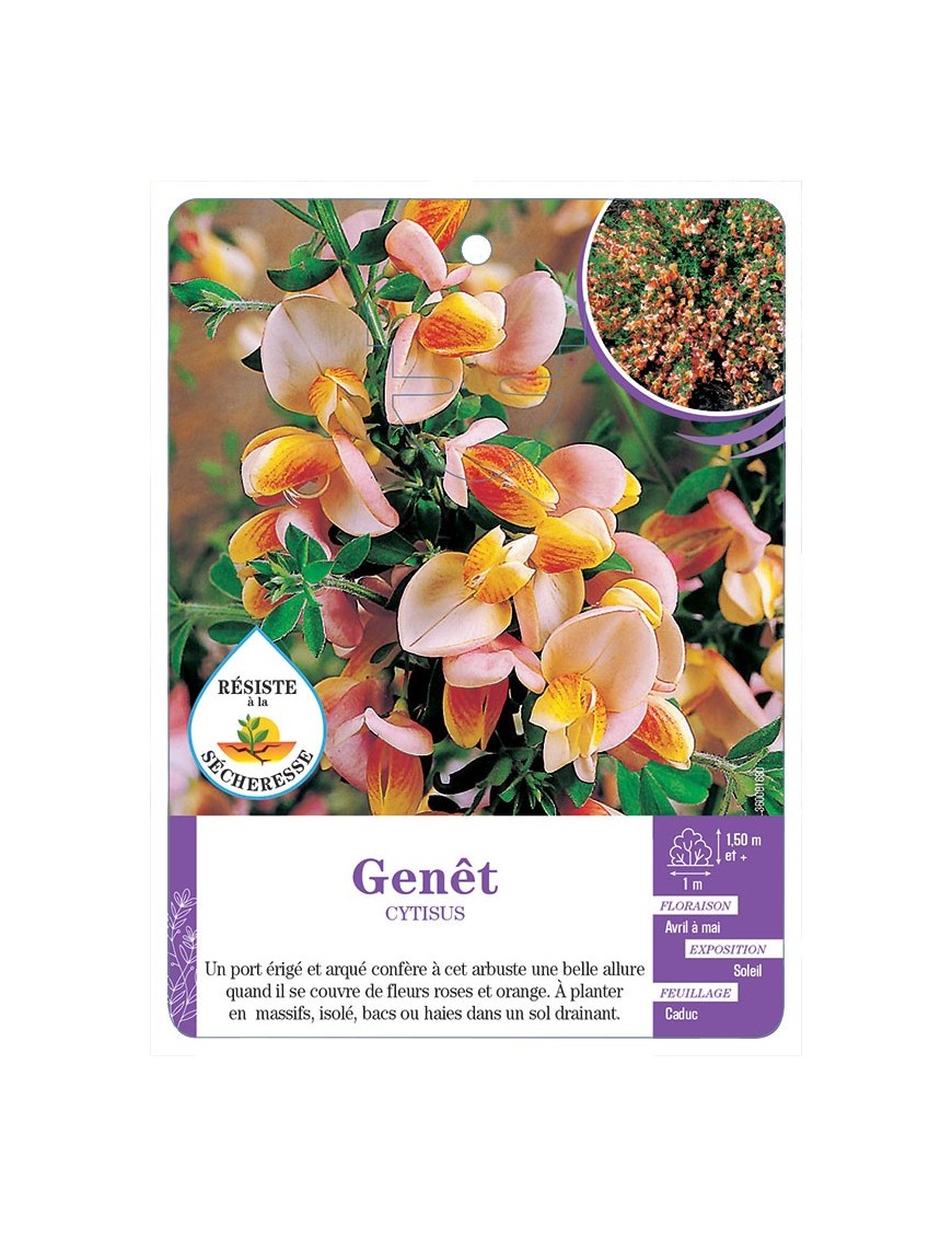 CYTISUS voir Genêt (rose et orange)