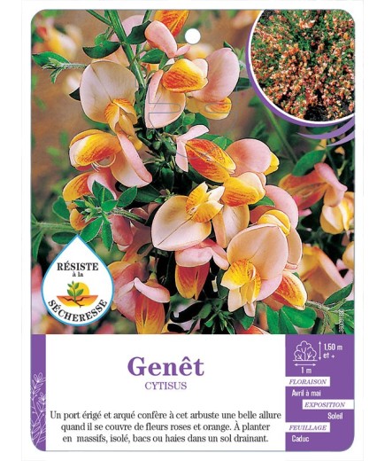 CYTISUS voir Genêt (rose et orange)