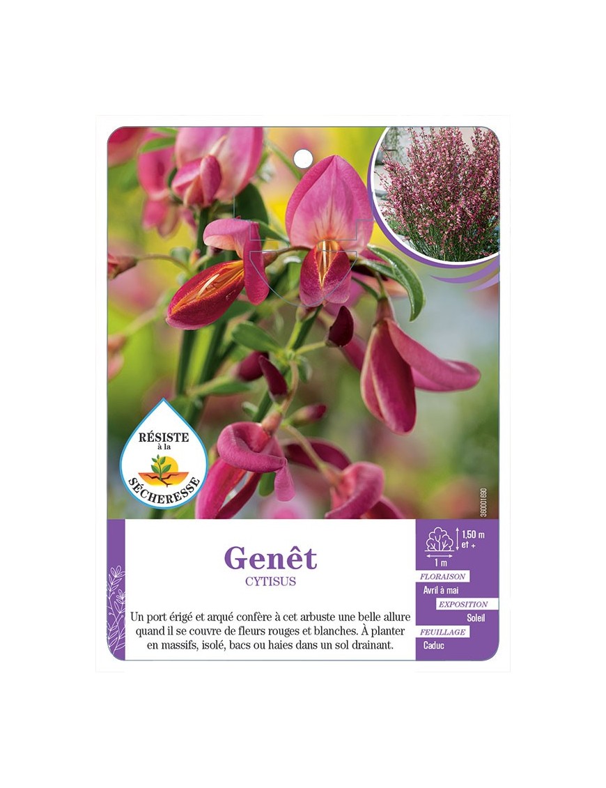 CYTISUS voir Genêt (rouge et blanc)