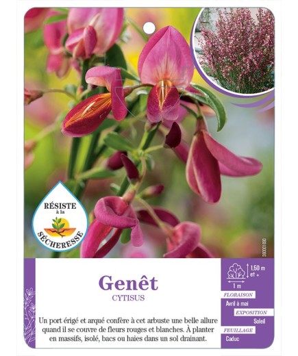 CYTISUS voir Genêt (rouge et blanc)