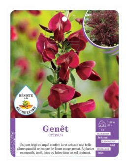 CYTISUS voir Genêt (rouge grenat)