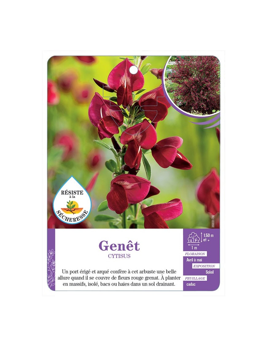 CYTISUS voir Genêt (rouge grenat)