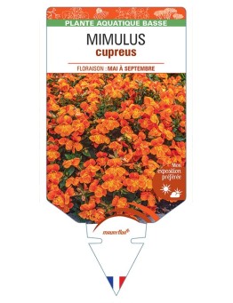 MIMULUS cupreus