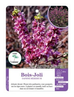 DAPHNE MEZEREUM voir Bois-Joli