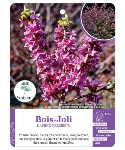 DAPHNE MEZEREUM voir Bois-Joli