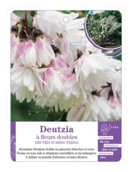 DEUTZIA SCABRA PLENA à fleurs doubles