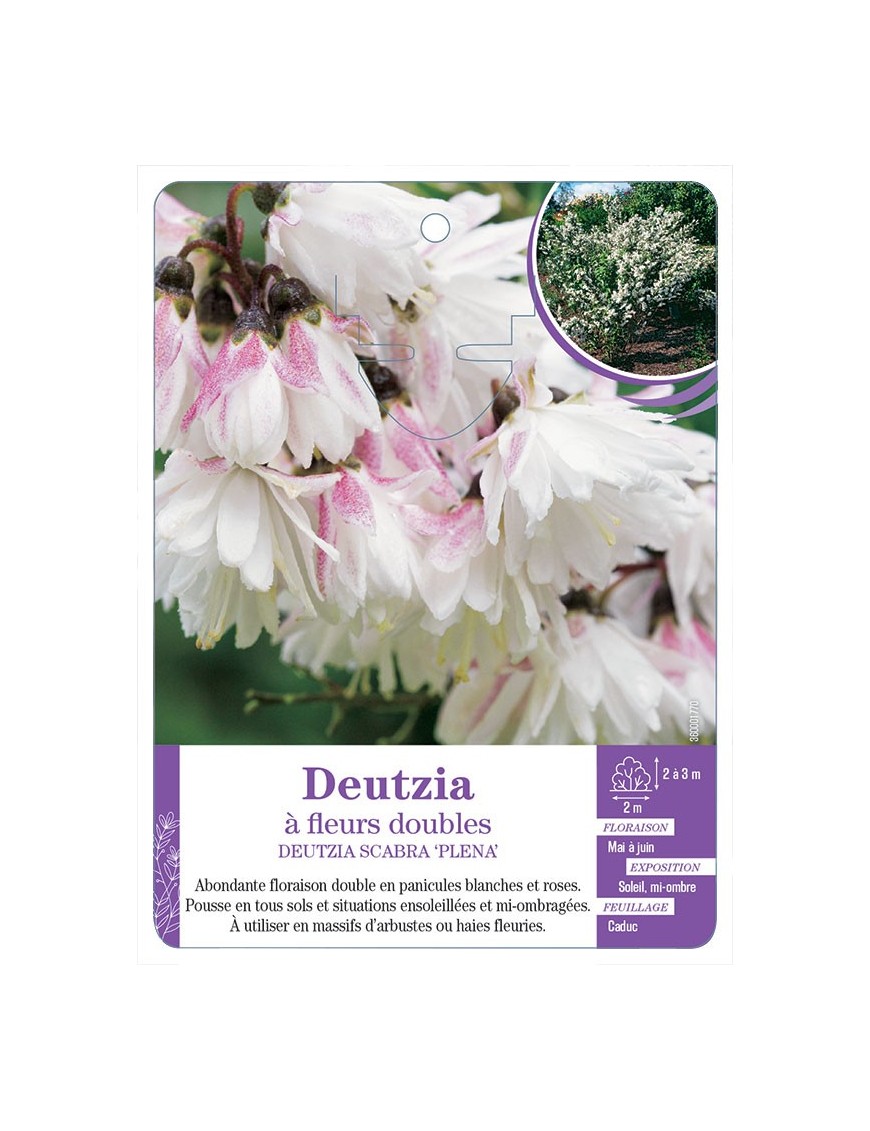 DEUTZIA SCABRA PLENA à fleurs doubles